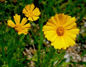 What’s Blooming at WVBG